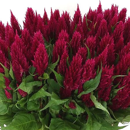 CELOSIA CENTURY PURPLE ROSE