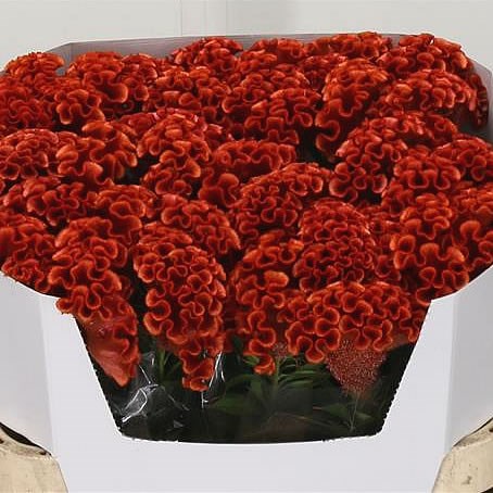 CELOSIA ROCKING CHOC