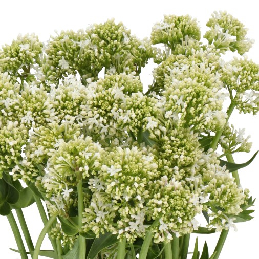 CENTRANTHUS ALBUS