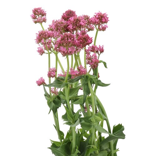 CENTRANTHUS RUBER ROSEUS