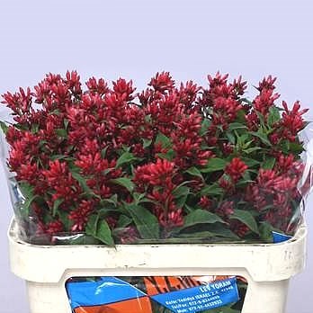 CESTRUM RED ZOHAR