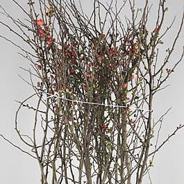 CHAENOMELES JAPONICA