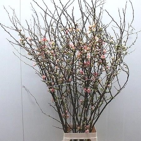CHAENOMELES SALMON/PINK