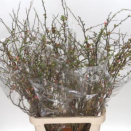 CHAENOMELES SUPERBA
