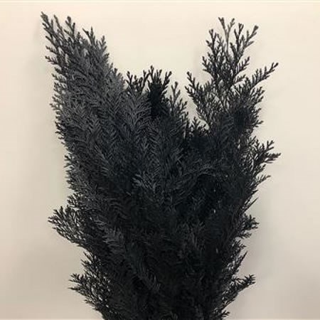 CHAMAECYPARIS DYED BLACK