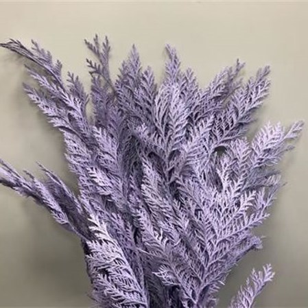 CHAMAECYPARIS DYED LILAC