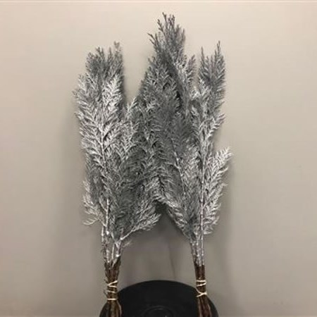 CHAMAECYPARIS DYED SILVER