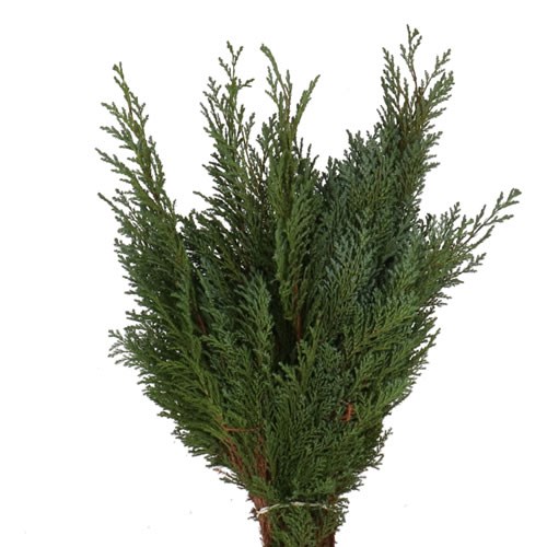 CHAMAECYPARIS ELWOODI