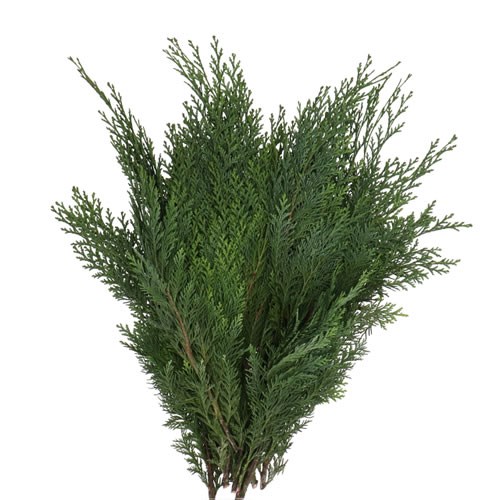 CHAMAECYPARIS GREEN