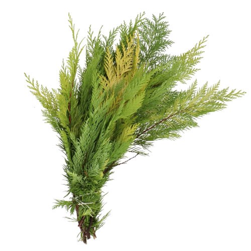 CHAMAECYPARIS LAWSONIANA YELLOW