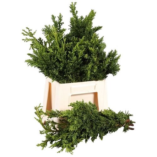CHAMAECYPARIS OBTUSA DRATH