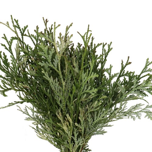 CHAMAECYPARIS THUJA OCCIDENTALIS