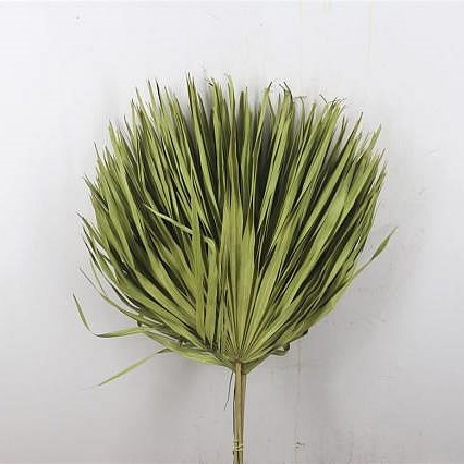 CHAMAEROPS DYED APPLE GREEN (DRIED)