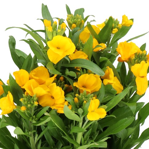 CHEIRANTHUS GOLD