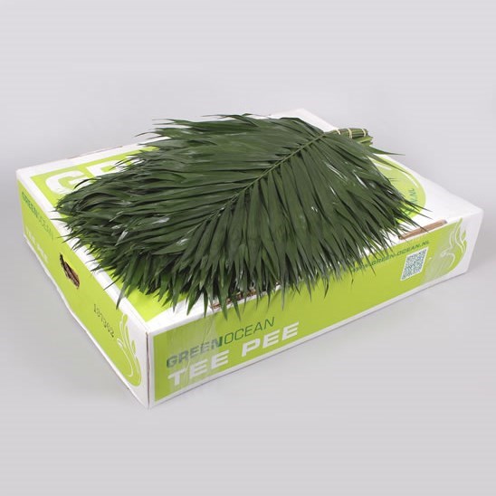 CHICO PALM