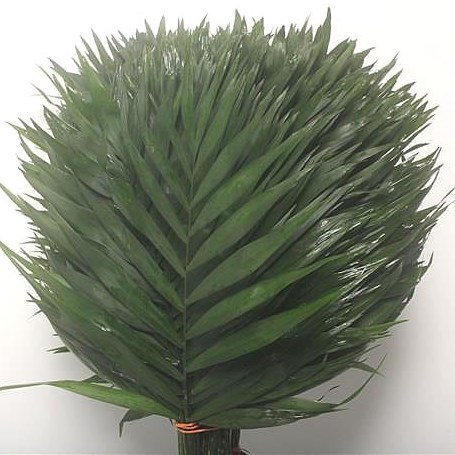 CHICO PALM JUMBO