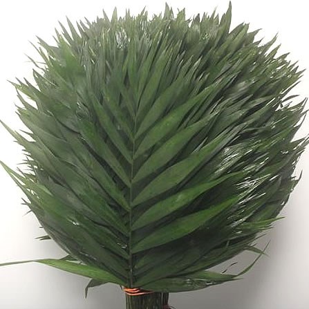 CHICO PALM SMALL