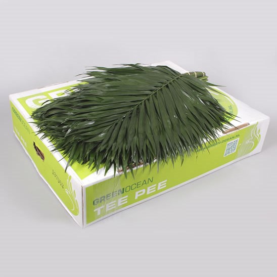 CHICO PALM TEEPEE