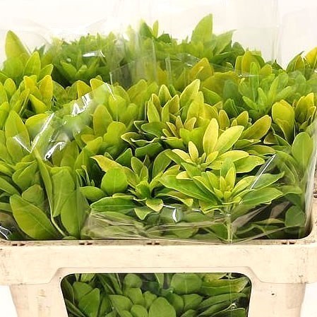 CHOISYA TERNATA LEMON LIME