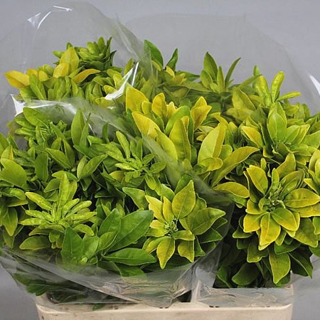 CHOISYA TERNATA LEMON LIME