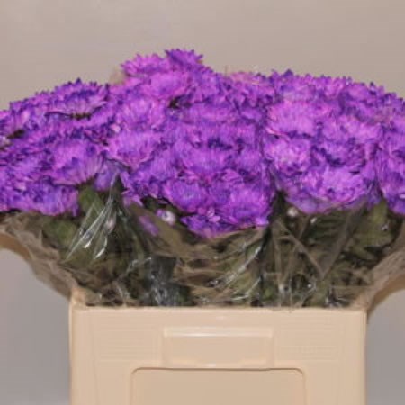 CHRYSANT BALTICA DYED PURPLE