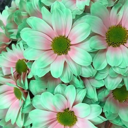 CHRYSANT KENNEDY BUBBLICIOUS PINK-GREEN
