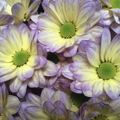 CHRYSANT KENNEDY BUTTERFLY YELLOW--PURPLE