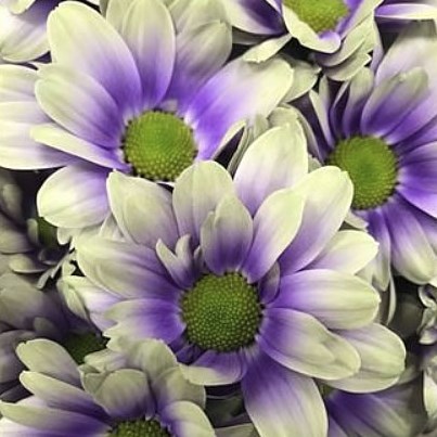 CHRYSANT KENNEDY FRESH PURPLE-YELLOW