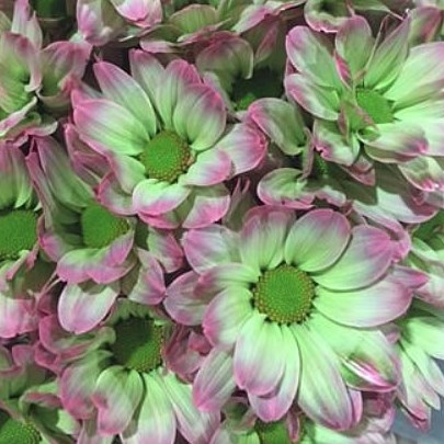CHRYSANT KENNEDY HORTENSIA GREEN-PINK