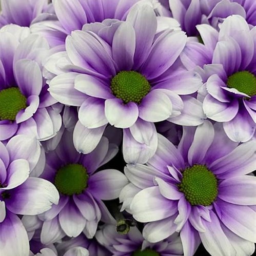 CHRYSANT KENNEDY PASTEL LILAC