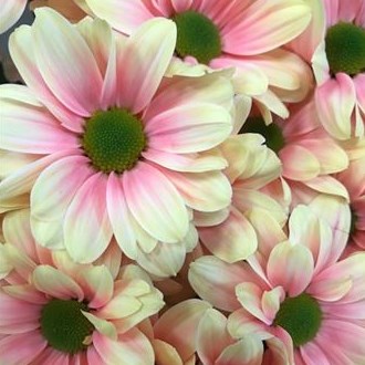 CHRYSANT KENNEDY SUNSHINE PINK-YELLOW