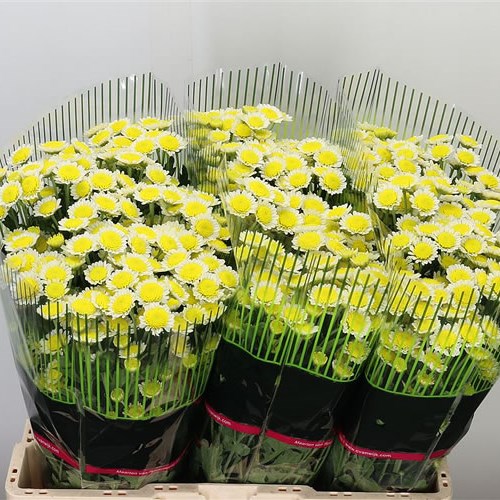 CHRYSANT SAN. ALPACA SUNRISE