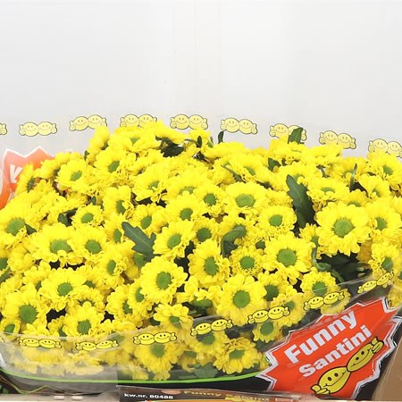 CHRYSANT SAN. AVISO