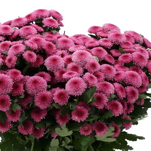 CHRYSANT SAN. BALBOA