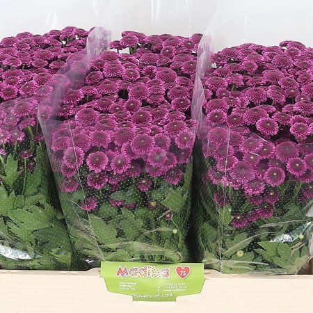 CHRYSANT SAN. BODILLY