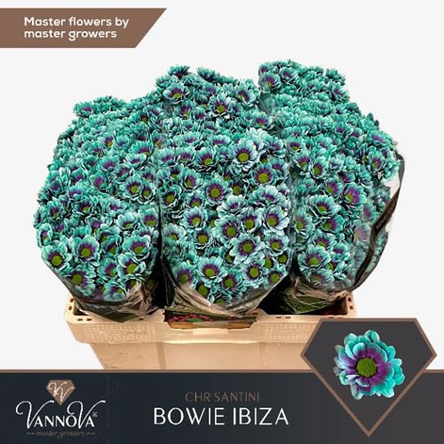 CHRYSANT SAN. BOWIE DYED IBIZA