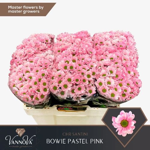 CHRYSANT SAN. BOWIE DYED PASTEL PINK