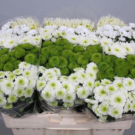 CHRYSANT SAN. COLD MIX