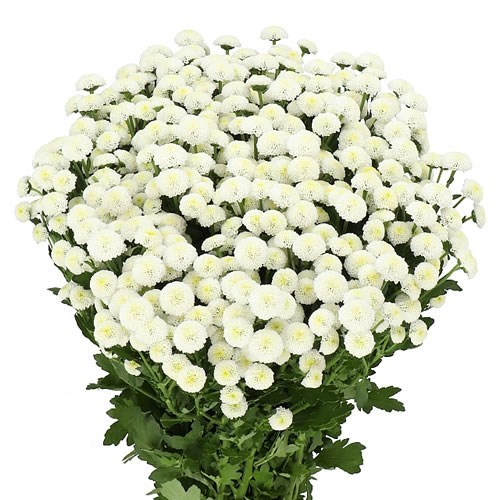 CHRYSANT SAN. DEKSIOMA WHITE