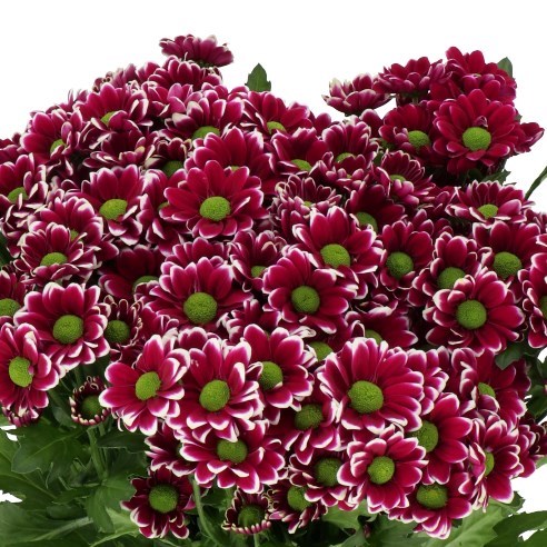CHRYSANT SAN. DOPPIA