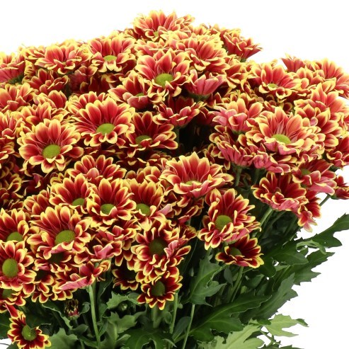 CHRYSANT SAN. DOPPIA YELLOW