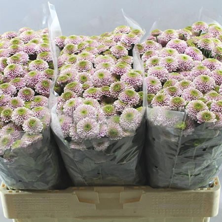 CHRYSANT SAN. DORIA PINK