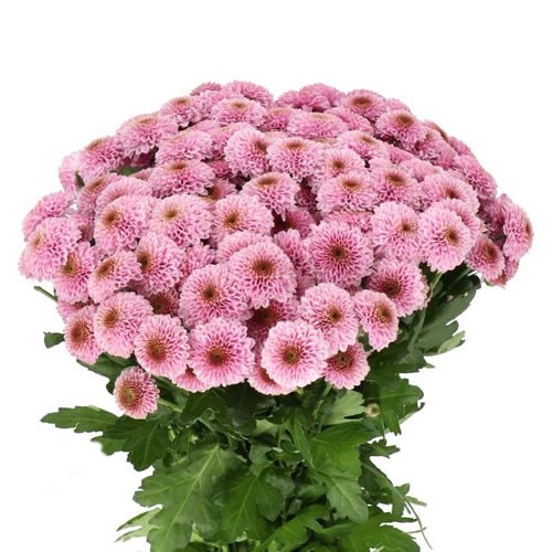 Chrysant San Doria Pink Cm Wholesale Dutch Flowers Florist