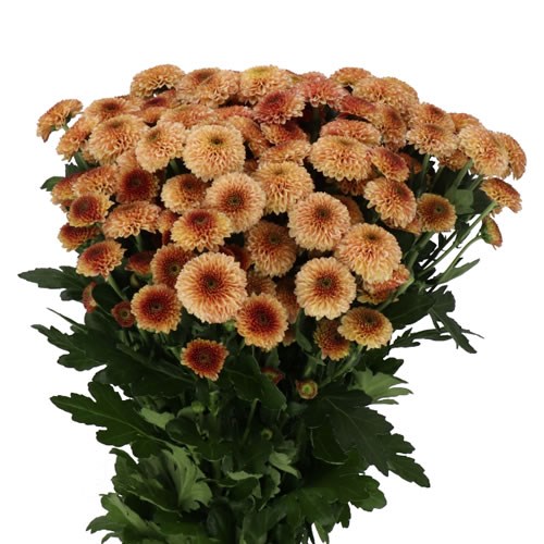 CHRYSANT SAN. DORIA SALMON