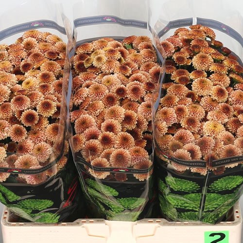 CHRYSANT SAN. DORIA SALMON