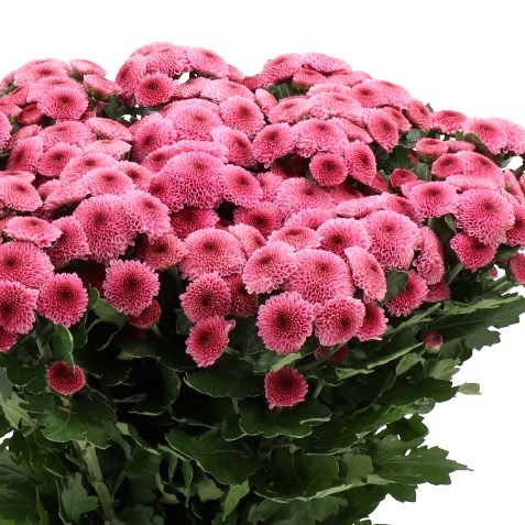 CHRYSANT SAN. DROPSHOT