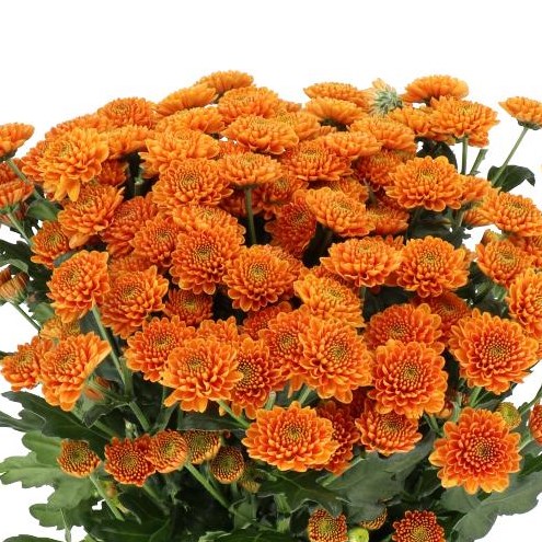 CHRYSANT SAN. ELLISON ORANGE