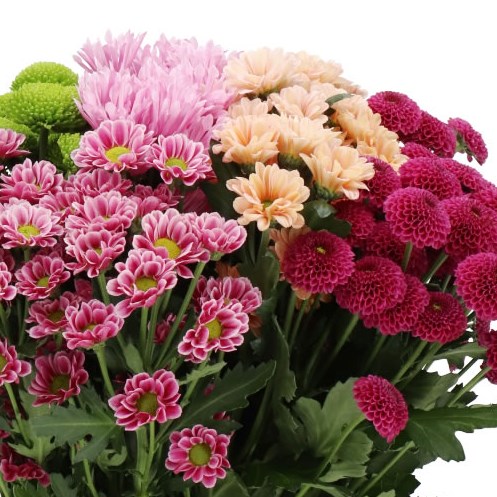 CHRYSANT SAN. HAPPY MIX