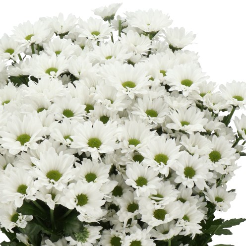 CHRYSANT SAN. INZELL