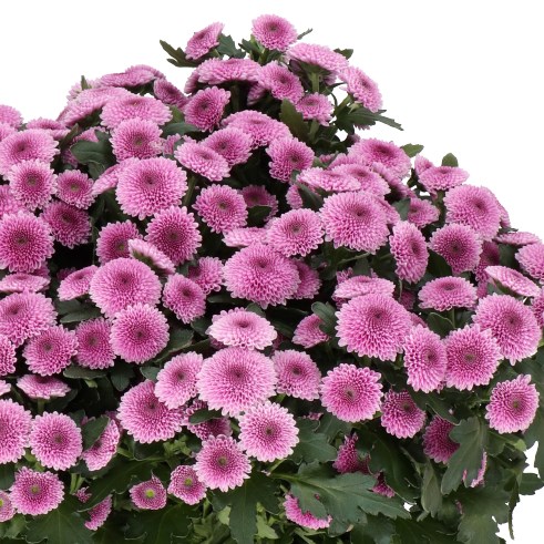 CHRYSANT SAN. JAMEY DARK